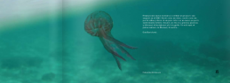 Meduxa N°1 Meduxa N°1