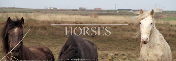 horses